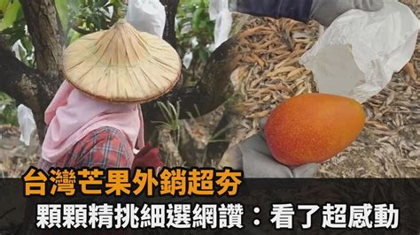 紅龍品種|紅龍果品種大集合(農業E報